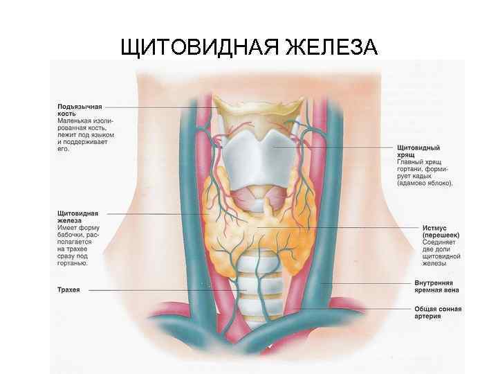 ЩИТОВИДНАЯ ЖЕЛЕЗА 