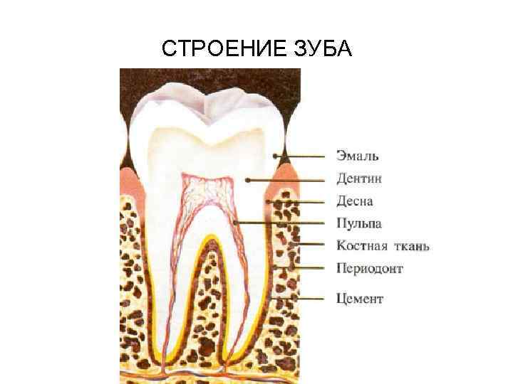 Нервная система зубов человека схема