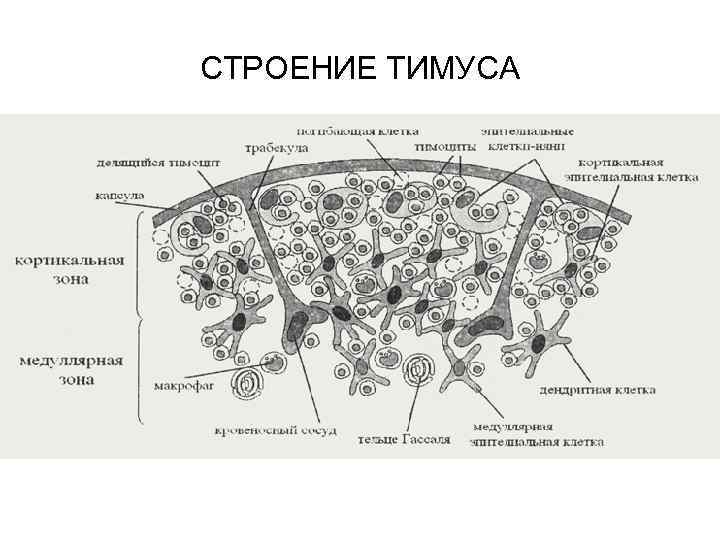 Тимус на схеме