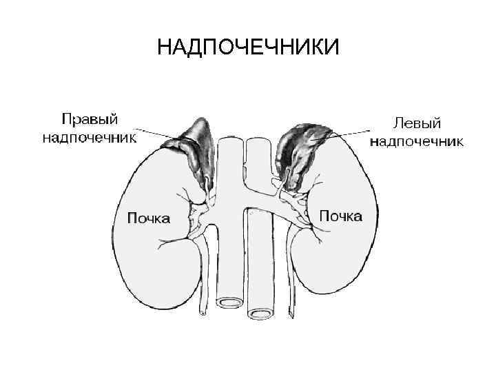 НАДПОЧЕЧНИКИ 