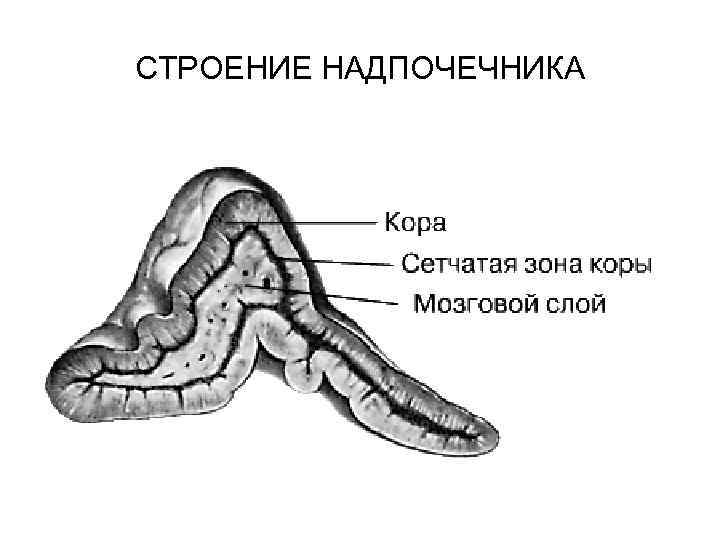 СТРОЕНИЕ НАДПОЧЕЧНИКА 