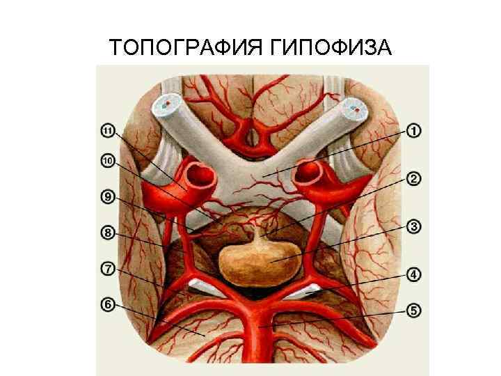 Где находится гипофиз фото