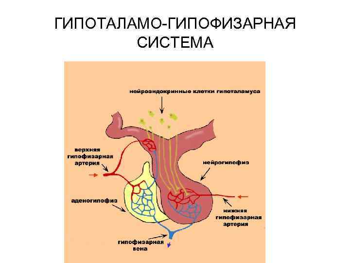 Гипоталамо гипофизарная система картинки