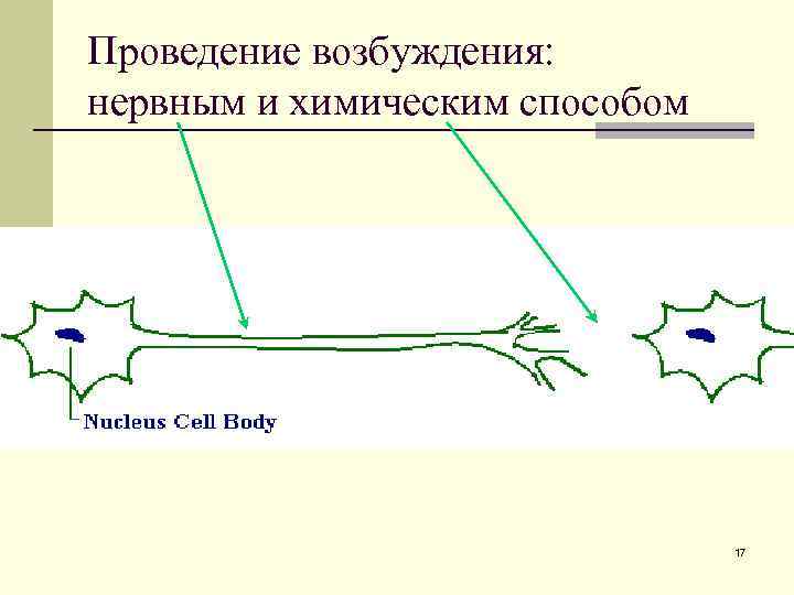Проведение возбуждения: нервным и химическим способом 17 