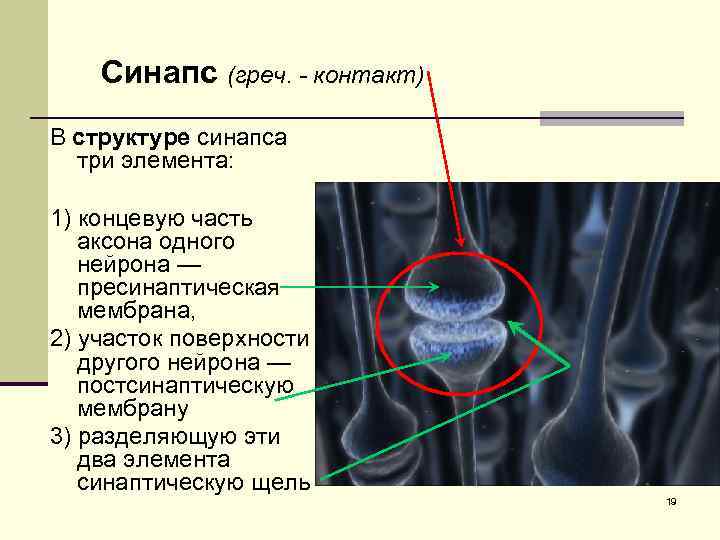 Синапс (греч. - контакт) В структуре синапса три элемента: 1) концевую часть аксона одного