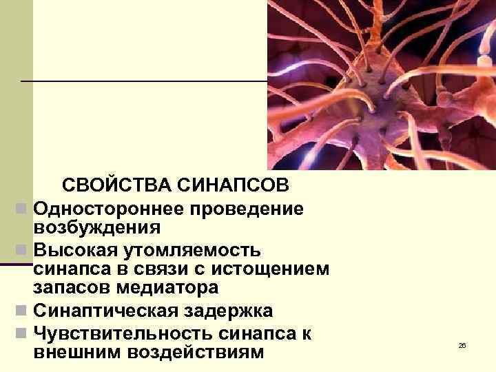 Свойства синапсов. Высокая утомляемость синапсов. Одностороннее проведение возбуждения в синапсах. Свойства синапсов одностороннее проведение возбуждения.