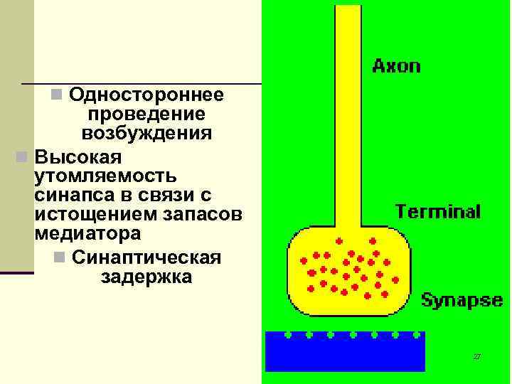 n Одностороннее проведение возбуждения n Высокая утомляемость синапса в связи с истощением запасов медиатора