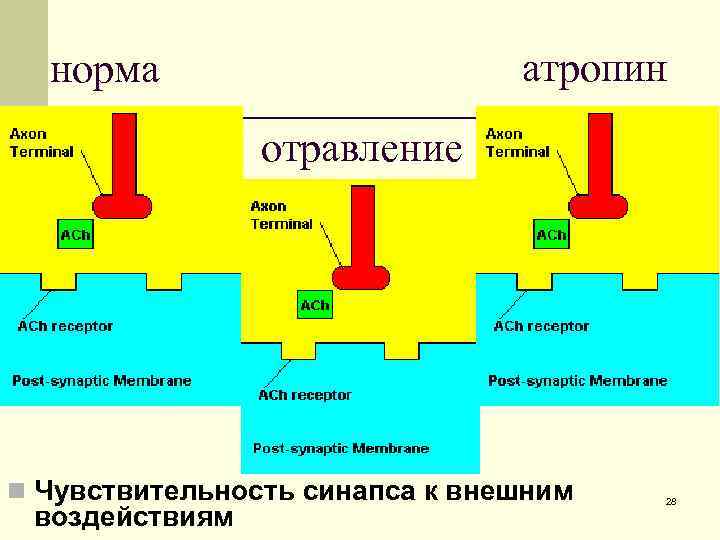 атропин норма отравление n Чувствительность синапса к внешним воздействиям 28 