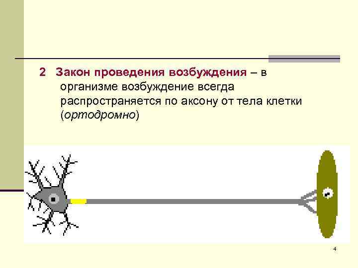2 Закон проведения возбуждения – в организме возбуждение всегда распространяется по аксону от тела