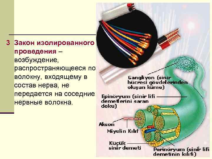 3 Закон изолированного проведения – возбуждение, распространяющееся по волокну, входящему в состав нерва, не