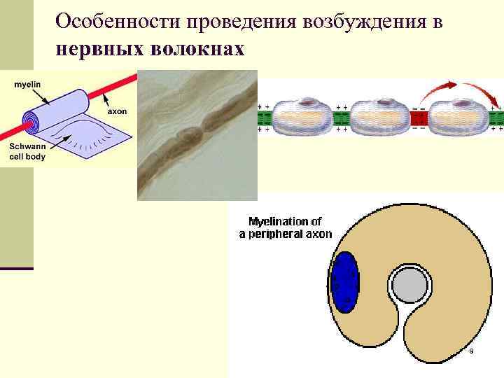 Особенности проведения возбуждения в нервных волокнах 9 