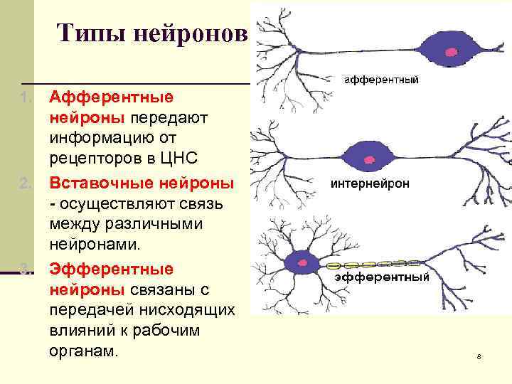 Осуществляет связь между нейронами какой нейрон. Афферентные эфферентные и вставочные Нейроны. Строение афферентного нейрона. Нервная ткань вставочный Нейрон. Классификация нейронов афферентные.