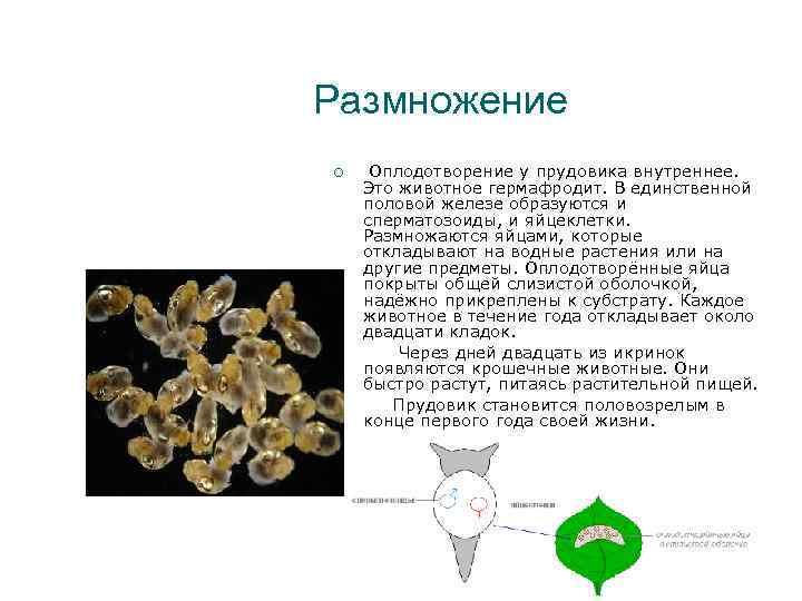 Размножение Оплодотворение у прудовика внутреннее. Это животное гермафродит. В единственной половой железе образуются и