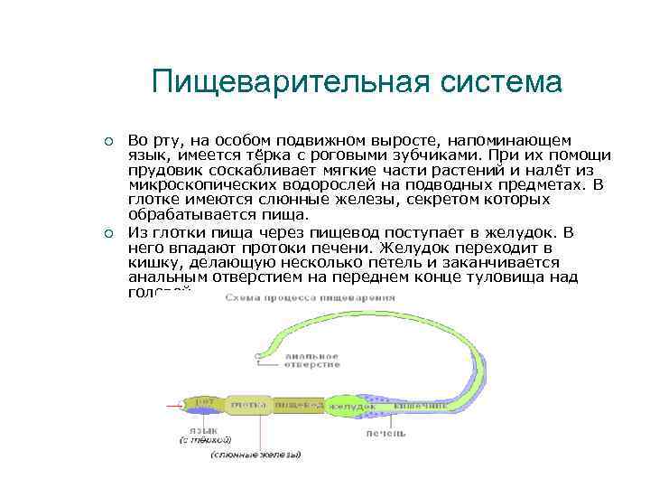Пищеварительная система Во рту, на особом подвижном выросте, напоминающем язык, имеется тёрка с роговыми
