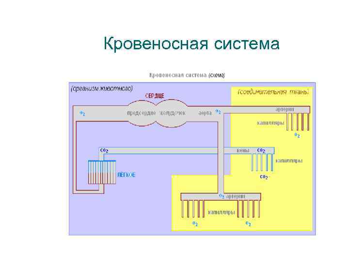 Кровеносная система 