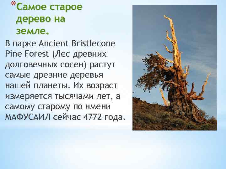 *Самое старое дерево на земле. В парке Ancient Bristlecone Pine Forest (Лес древних долговечных