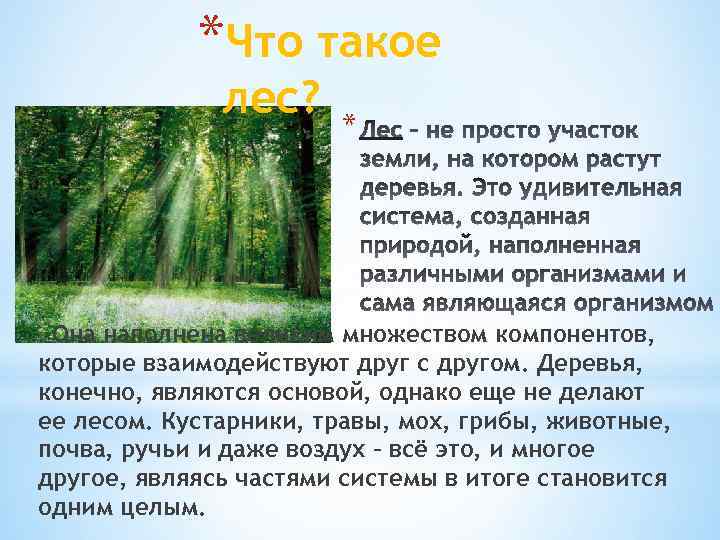 Рассказ жизнь леса. Природное сообщество лес. Доклад про лес. Рассказ о лесе. Рассказ о сообществе лес.