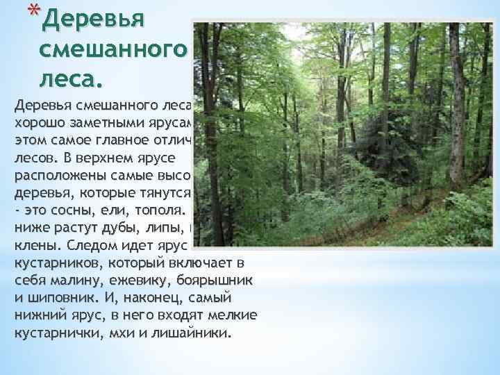 Тест смешанные леса. Деревья смешанного леса. Интересные факты смешанных лесов. Смешанные леса рассказ. Смешанный лес доклад.