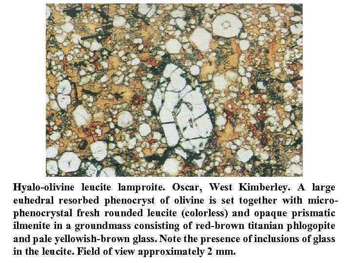 Hyalo olivine leucite lamproite. Oscar, West Kimberley. A large euhedral resorbed phenocryst of olivine
