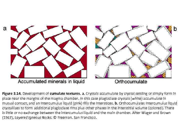 Figure 3. 14. Development of cumulate textures. a. Crystals accumulate by crystal settling or