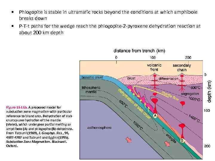  • Phlogopite is stable in ultramafic rocks beyond the conditions at which amphibole