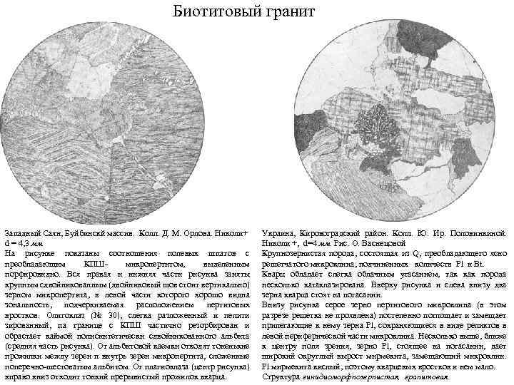 Биотитовый гранит Западный Саян, Буйбинскй массив. Колл. Д. М. Орлова. Николи+ d = 4,