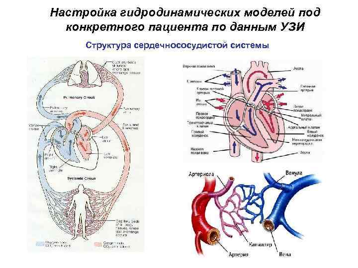Настройка гидродинамических моделей под конкретного пациента по данным УЗИ Структура сердечнососудистой системы 