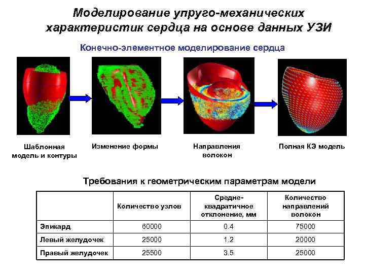 Моделирование упруго-механических характеристик сердца на основе данных УЗИ Конечно-элементное моделирование сердца Шаблонная модель и