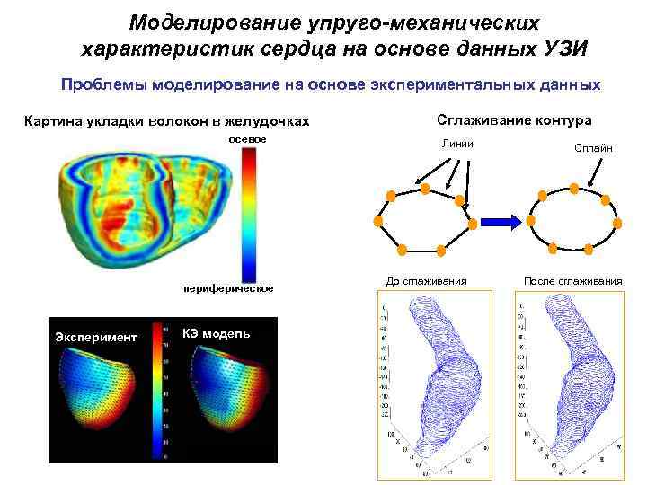 Моделирование упруго-механических характеристик сердца на основе данных УЗИ Проблемы моделирование на основе экспериментальных данных