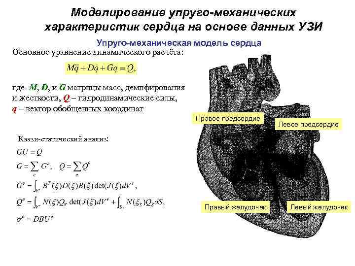 Моделирование упруго-механических характеристик сердца на основе данных УЗИ Упруго-механическая модель сердца Основное уравнение динамического