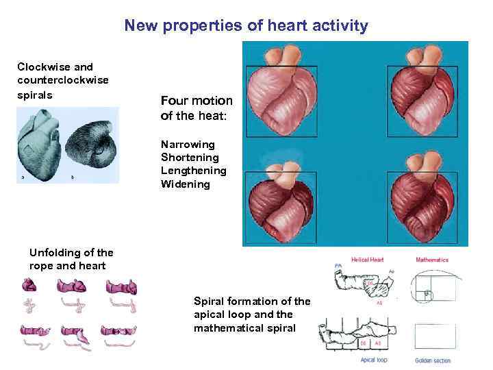 New properties of heart activity Clockwise and counterclockwise spirals Four motion of the heat: