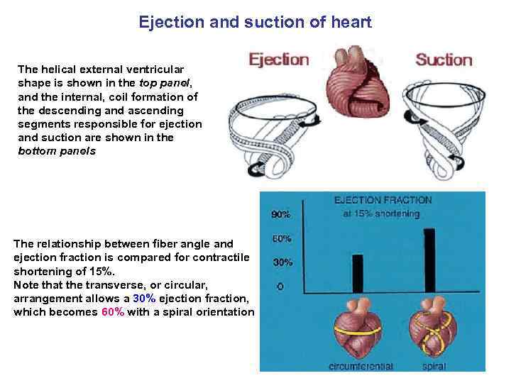 Ejection and suction of heart The helical external ventricular shape is shown in the