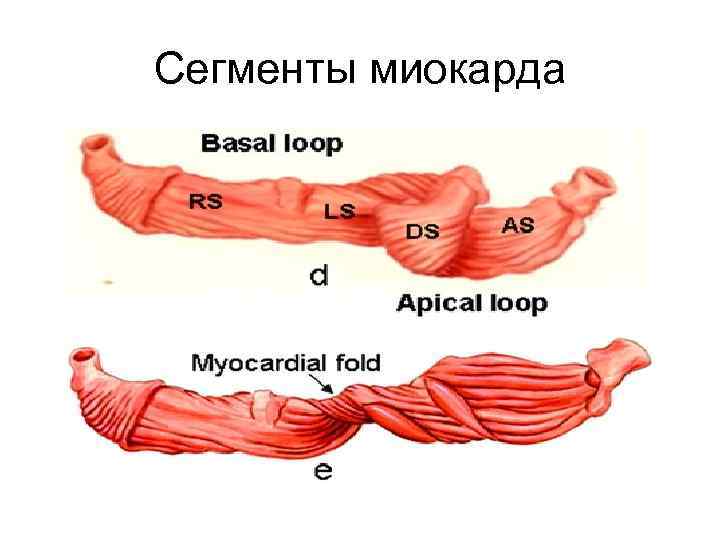 Сегменты миокарда 