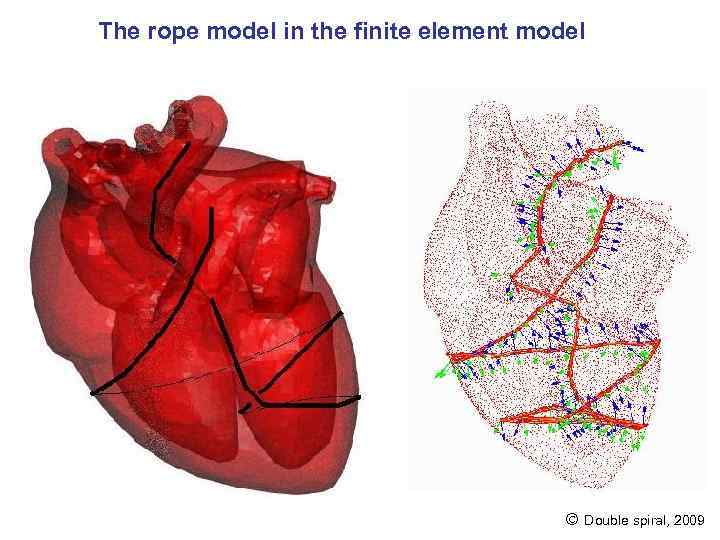 The rope model in the finite element model Double spiral, 2009 