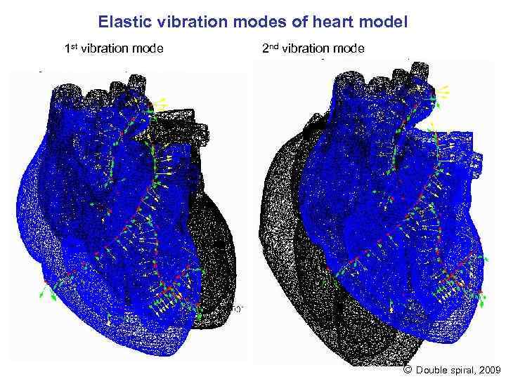 Elastic vibration modes of heart model 1 st vibration mode 2 nd vibration mode