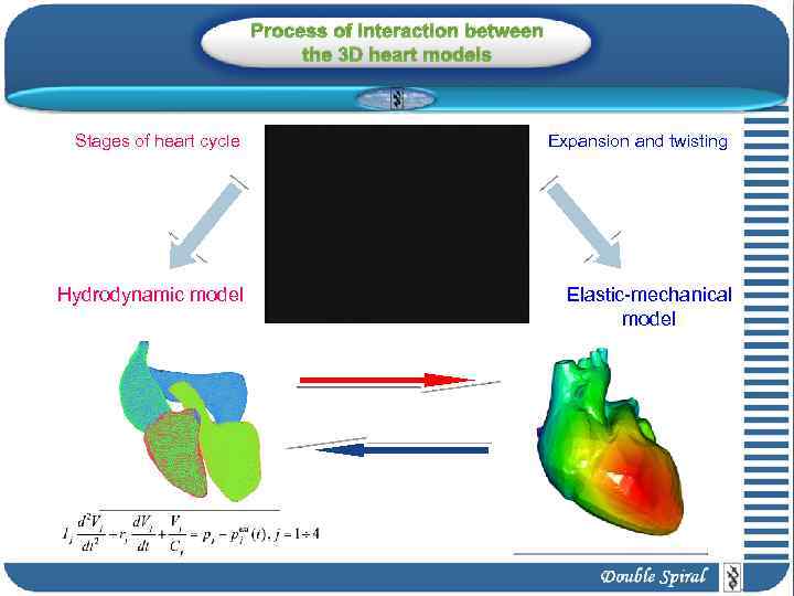 Process of interaction between the 3 D heart models Stages of heart cycle Expansion