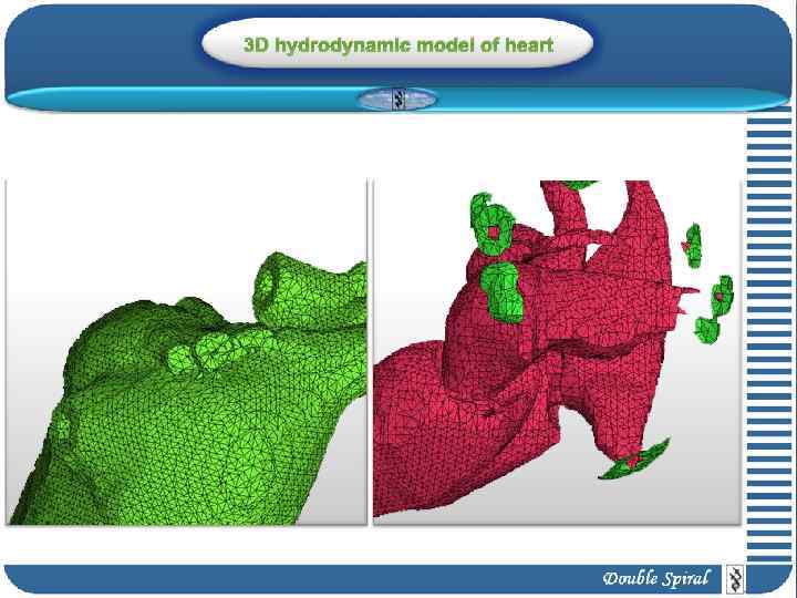 3 D hydrodynamic model of heart 