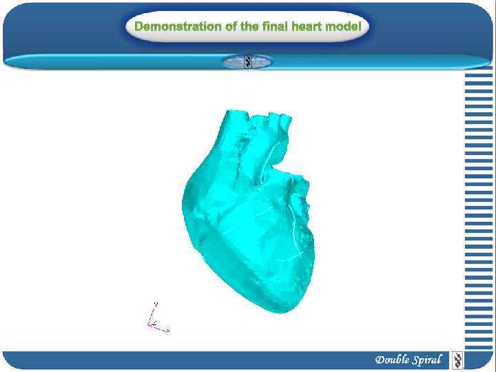 Demonstration of the final heart model 