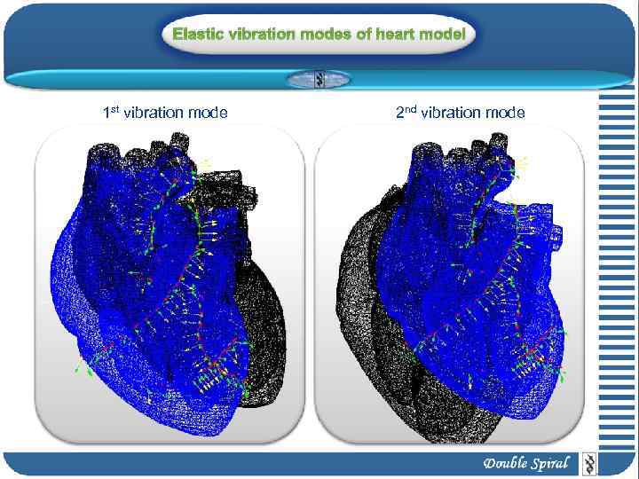 Elastic vibration modes of heart model 1 st vibration mode 2 nd vibration mode