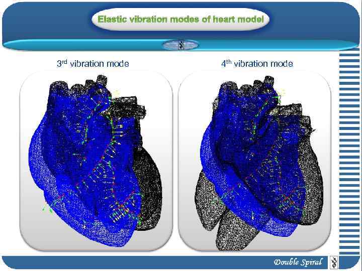 Elastic vibration modes of heart model 3 rd vibration mode 4 th vibration mode
