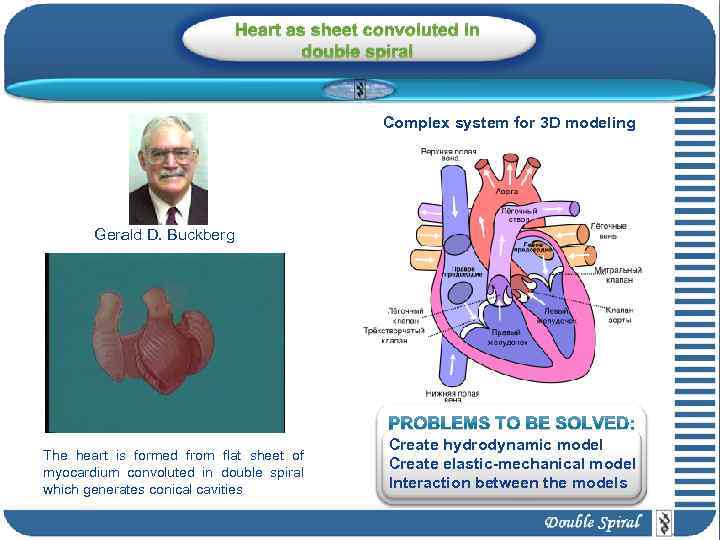 Heart as sheet convoluted in double spiral Complex system for 3 D modeling Gerald