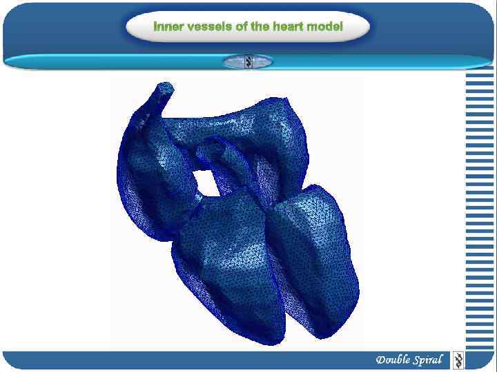 Inner vessels of the heart model 