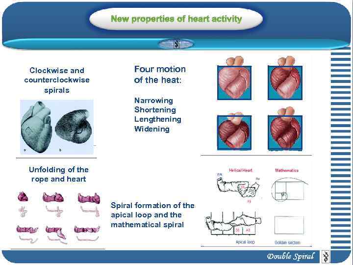 New properties of heart activity Clockwise and counterclockwise spirals Four motion of the heat: