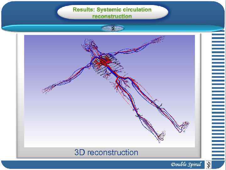 Results: Systemic circulation reconstruction 3 D reconstruction 