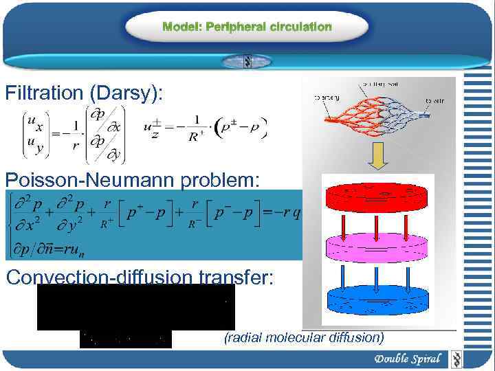 Model: Peripheral circulation Filtration (Darsy): Poisson-Neumann problem: Convection-diffusion transfer: (radial molecular diffusion) 