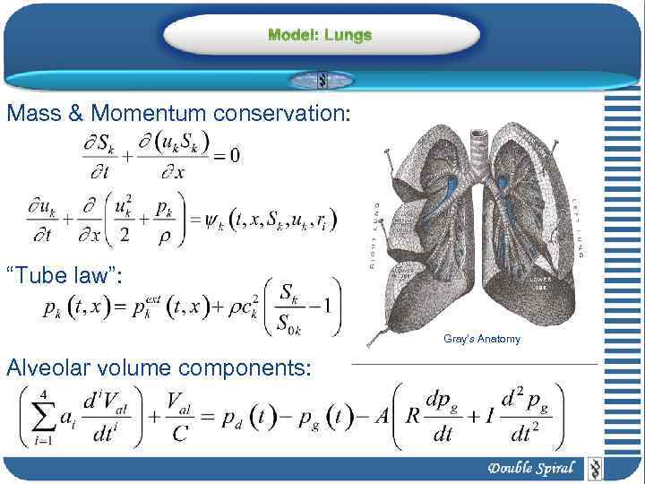 Model: Lungs Mass & Momentum conservation: “Tube law”: Gray’s Anatomy Alveolar volume components: 