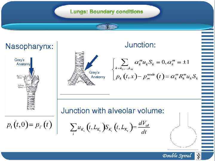 Lungs: Boundary conditions Junction: Nasopharynx: Gray’s Anatomy Junction with alveolar volume: 