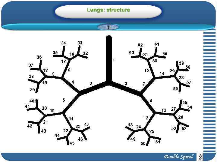 Lungs: structure 