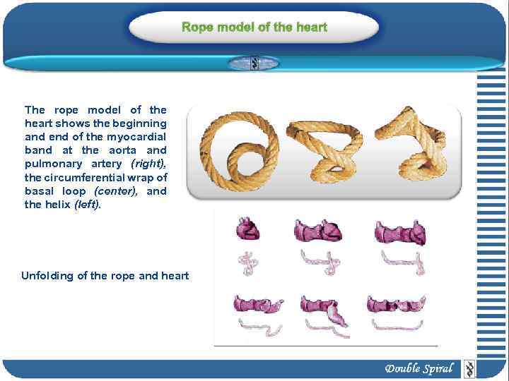 Rope model of the heart The rope model of the heart shows the beginning