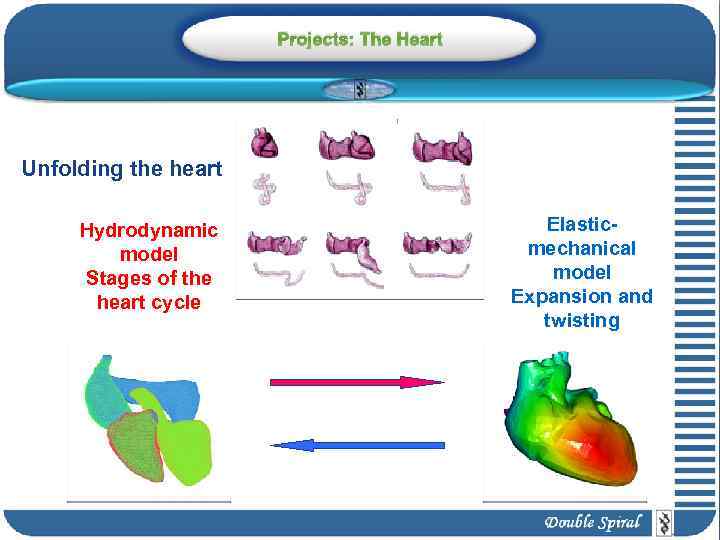 Projects: The Heart Unfolding the heart Hydrodynamic model Stages of the heart cycle Elasticmechanical
